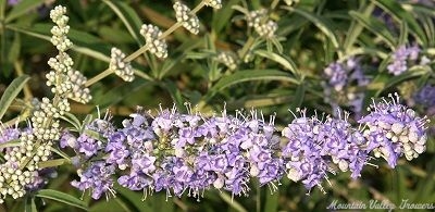 Vitex or Chaste Tree Flower