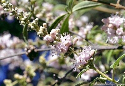 Pink Vitex Flowers