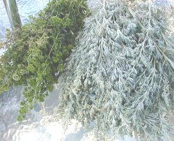 Artemisia and Oregano make good bulk plants for a wreath