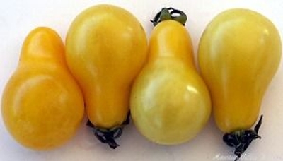 Solanum lycopersicum Yellow Pear Tomato image